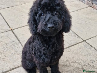 Cockapoo dogs Beautiful Black Cocapoo Boy - Advert 1