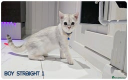 Scottish Fold cats for sale: Scotish Fold Kittens (Delivery available) - Image 8