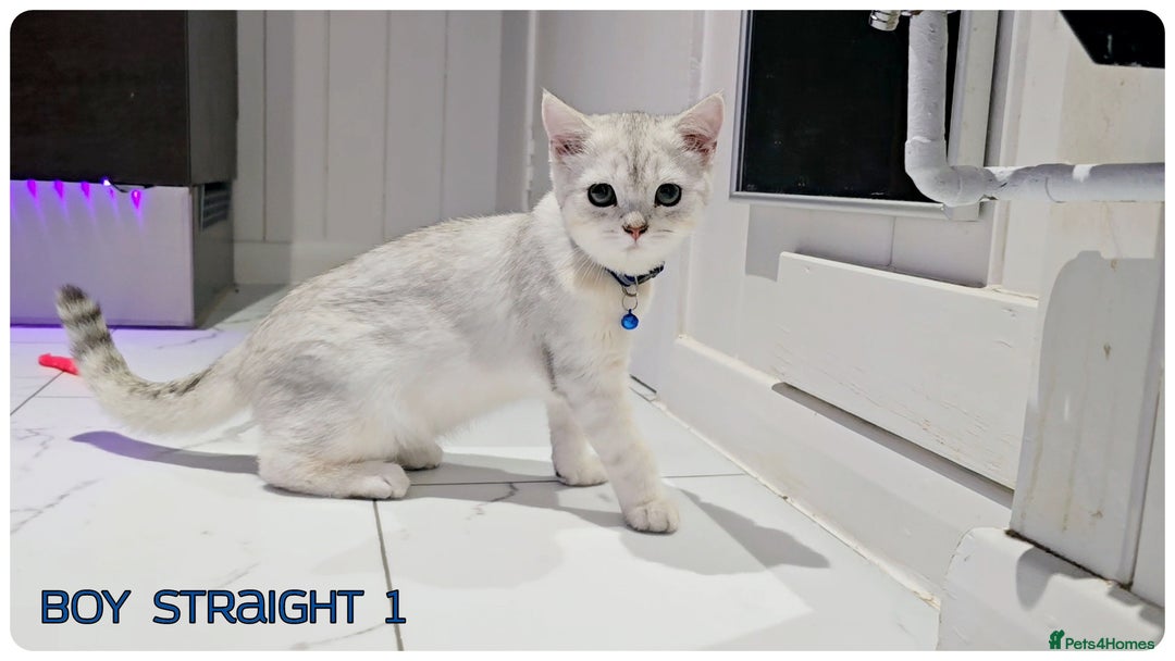 Scottish Fold cats for sale: Scotish Fold Kittens (Delivery available) - Image 8