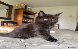 Maine Coon cats for sale: LARGE MAINE COON KITTENS - Image 9