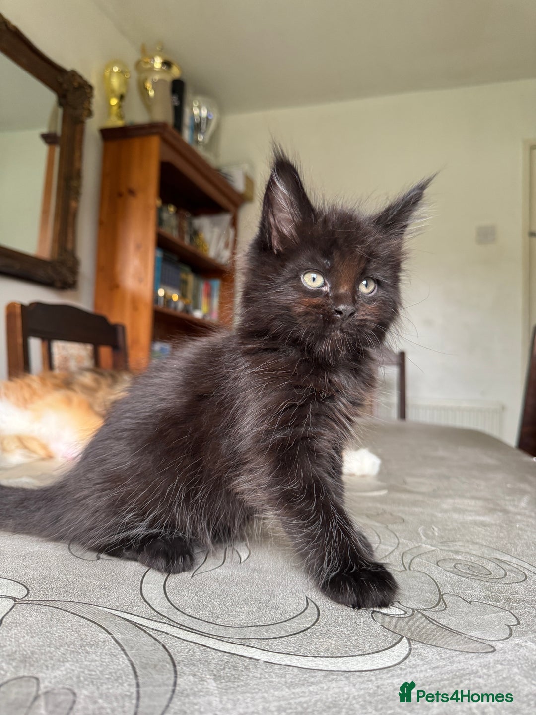 Maine Coon cats for sale: LARGE MAINE COON KITTENS - Image 9