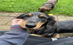 Dachshund dogs for sale: Standard Dachshund Puppy – Ready Now - Image 13