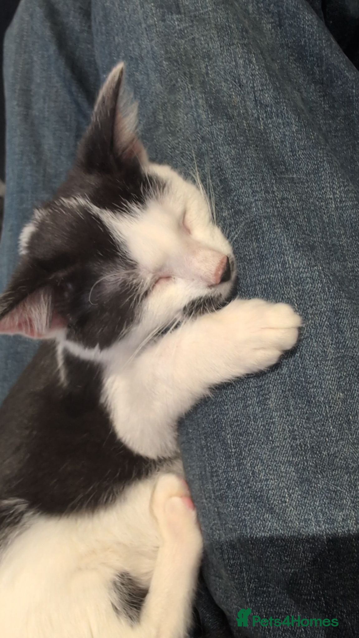 British Shorthair cats One female kitten  - Advert 14