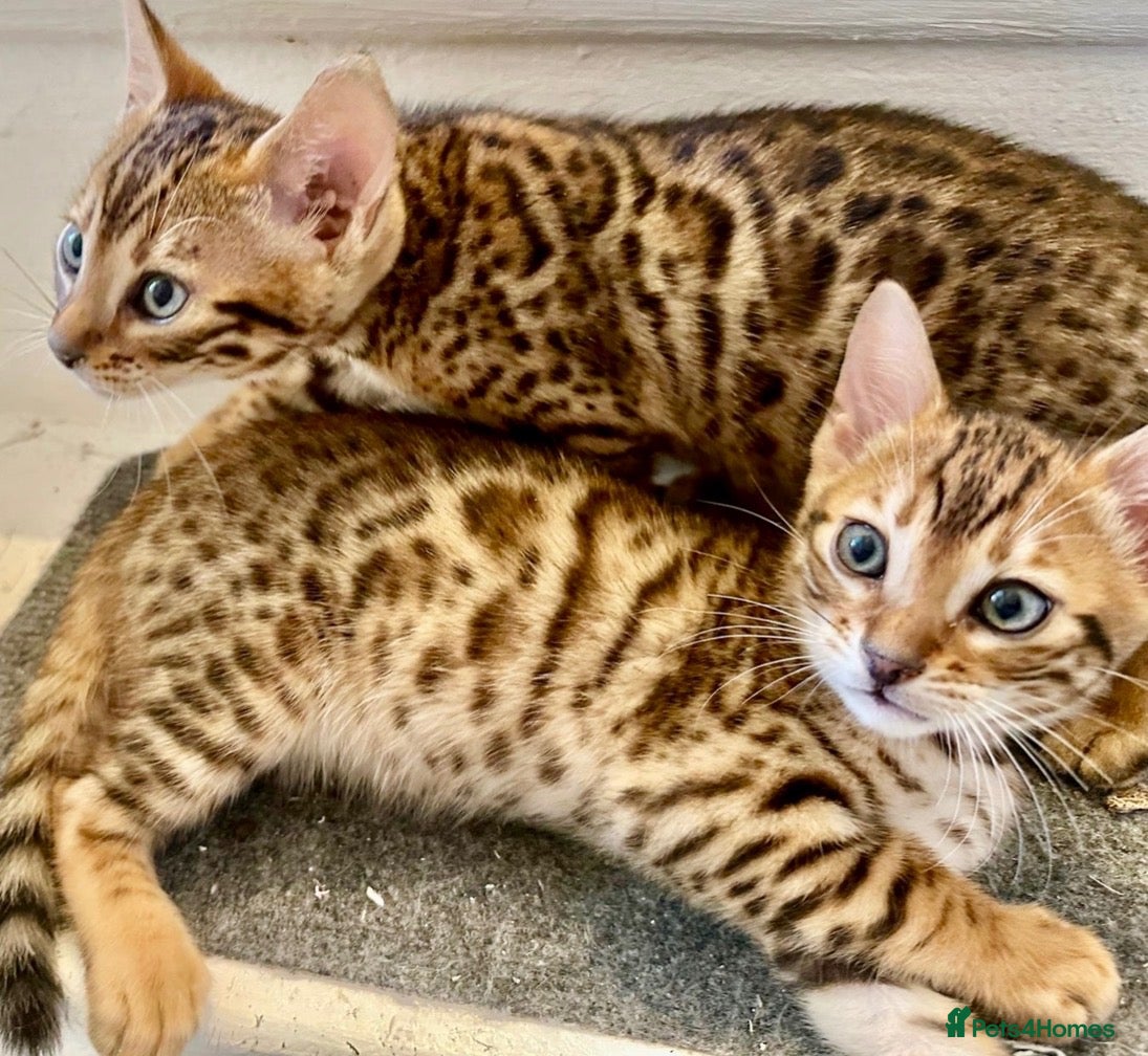 Bengal cats 3 pure bengals boys available  - Advert 18