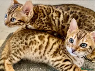 Bengal cats 3 pure bengals boys available - Advert 18
