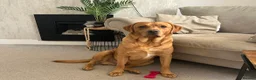 Labrador Retriever dogs for stud: ❗️KC REGISTER FOX RED LABRADOR STUD call name:Kai in Bishop Auckland - Advert 4