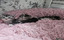 Maine Coon cats for sale: Gorgeous maincoon kittens - Image 19