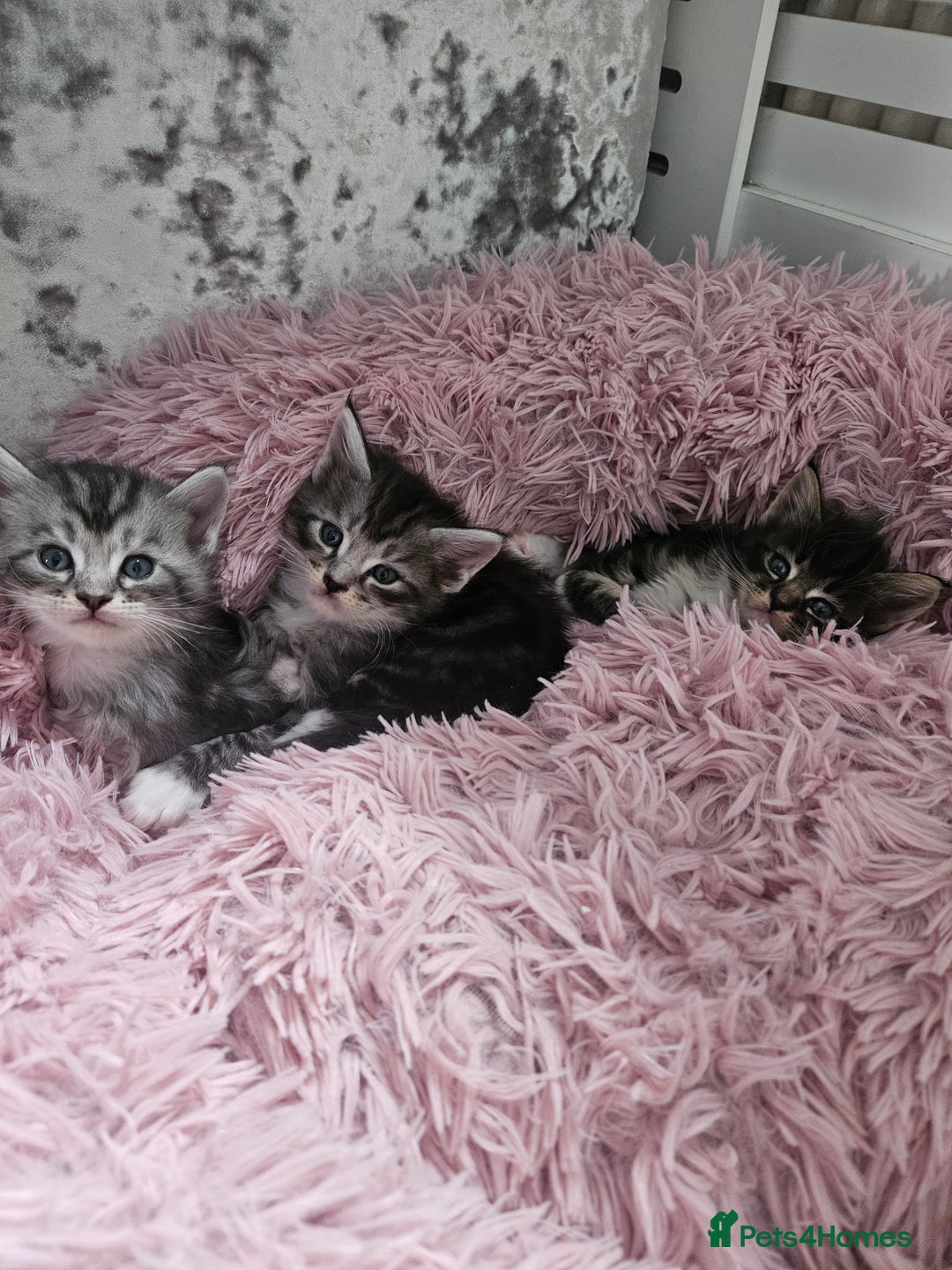 Maine Coon cats for sale: Gorgeous maincoon kittens - Image 19