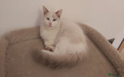 Ragdoll cats for sale: RAGDOLL BICOLOUR BOY BLUE EYES READY NOW! - Image 16