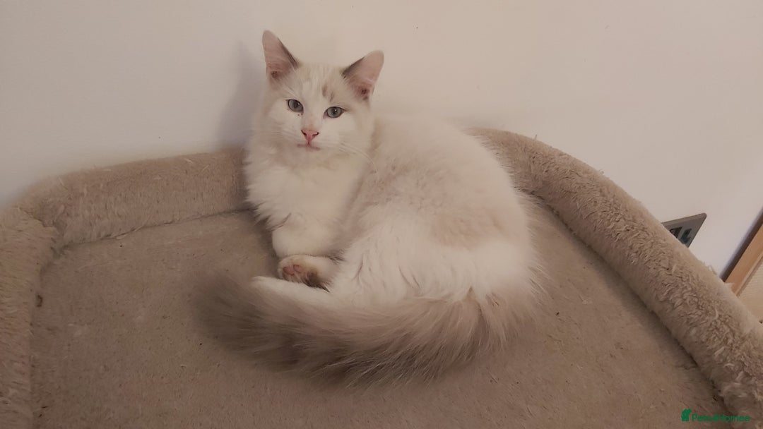 Ragdoll cats for sale: RAGDOLL BICOLOUR BOY BLUE EYES READY NOW! - Image 16