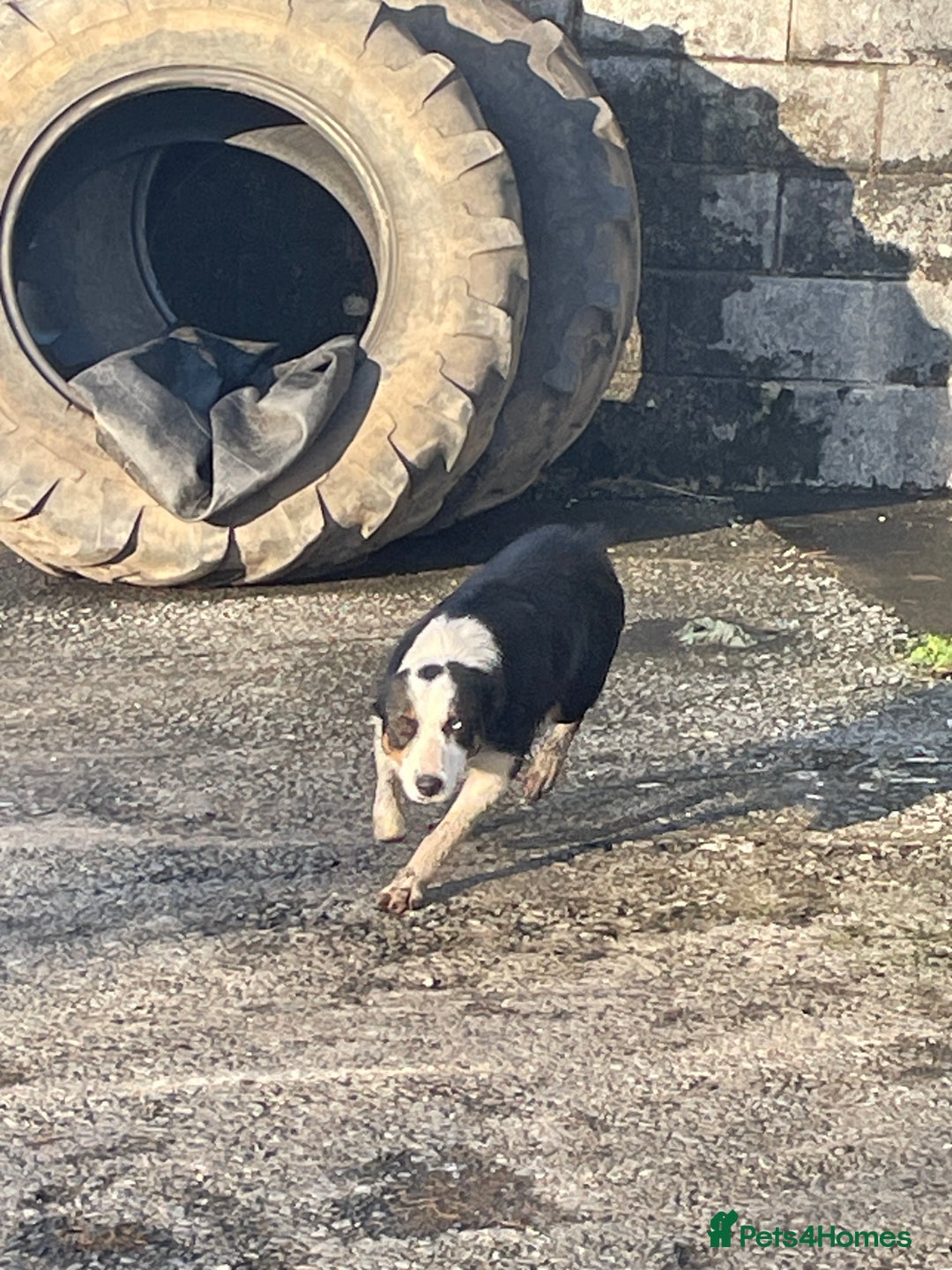 Border Collie dogs for sale: 3 Beautiful Sheepdog Puppies - Advert 4