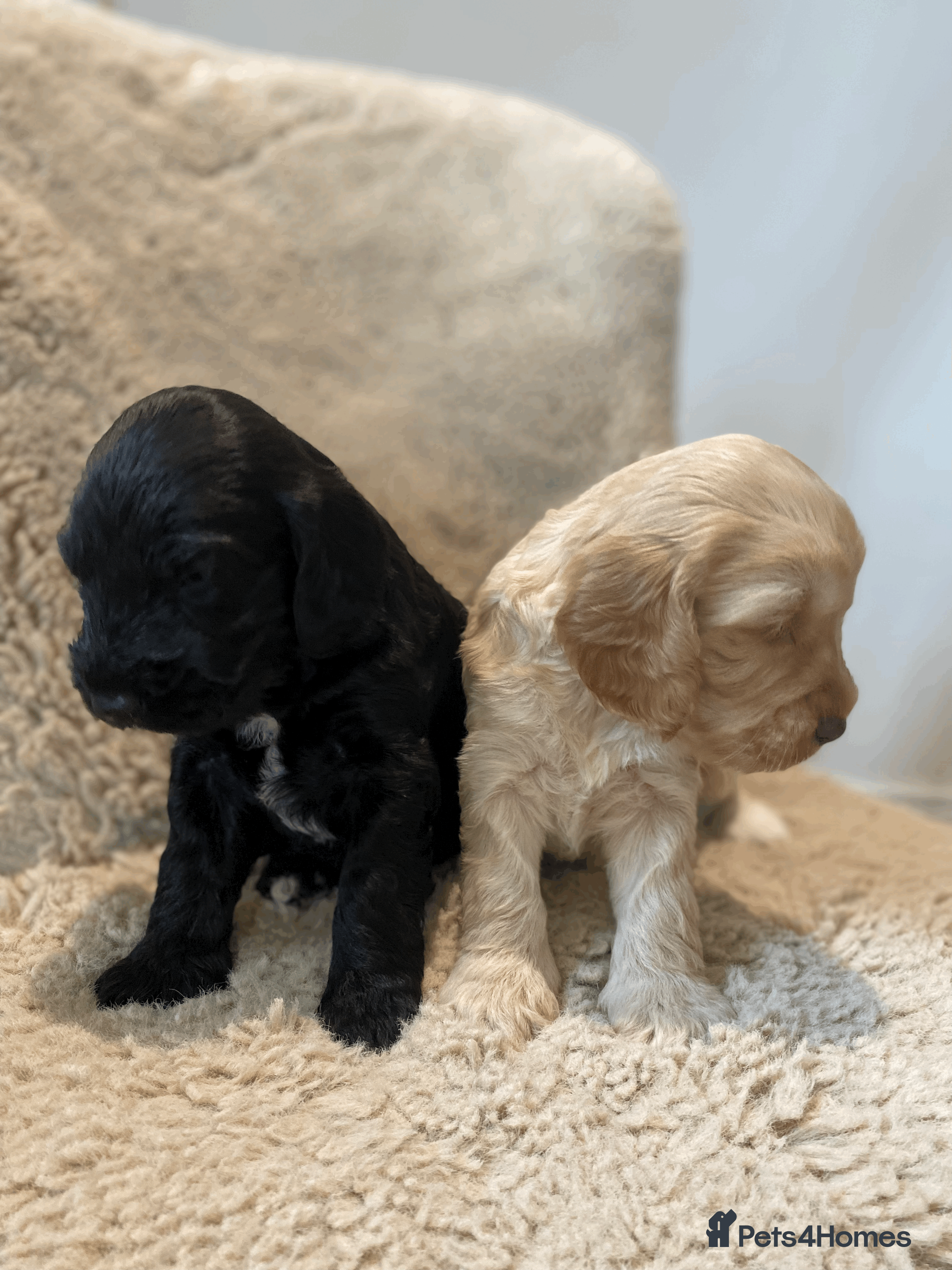 Cockapoo dogs cockapoo F1 - Advert 1