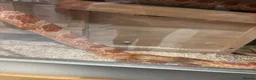 Corn Snake reptiles for sale: Corn snake for rehome in Frome - Advert 3
