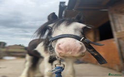 Irish Cob horses for sale: beautiful bingo 😍 - Image 16