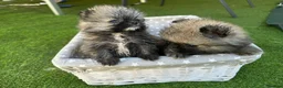 Pomeranian dogs for sale: Beautiful Cream&Wolf Sable Male Pomeranian Puppies - Advert 10