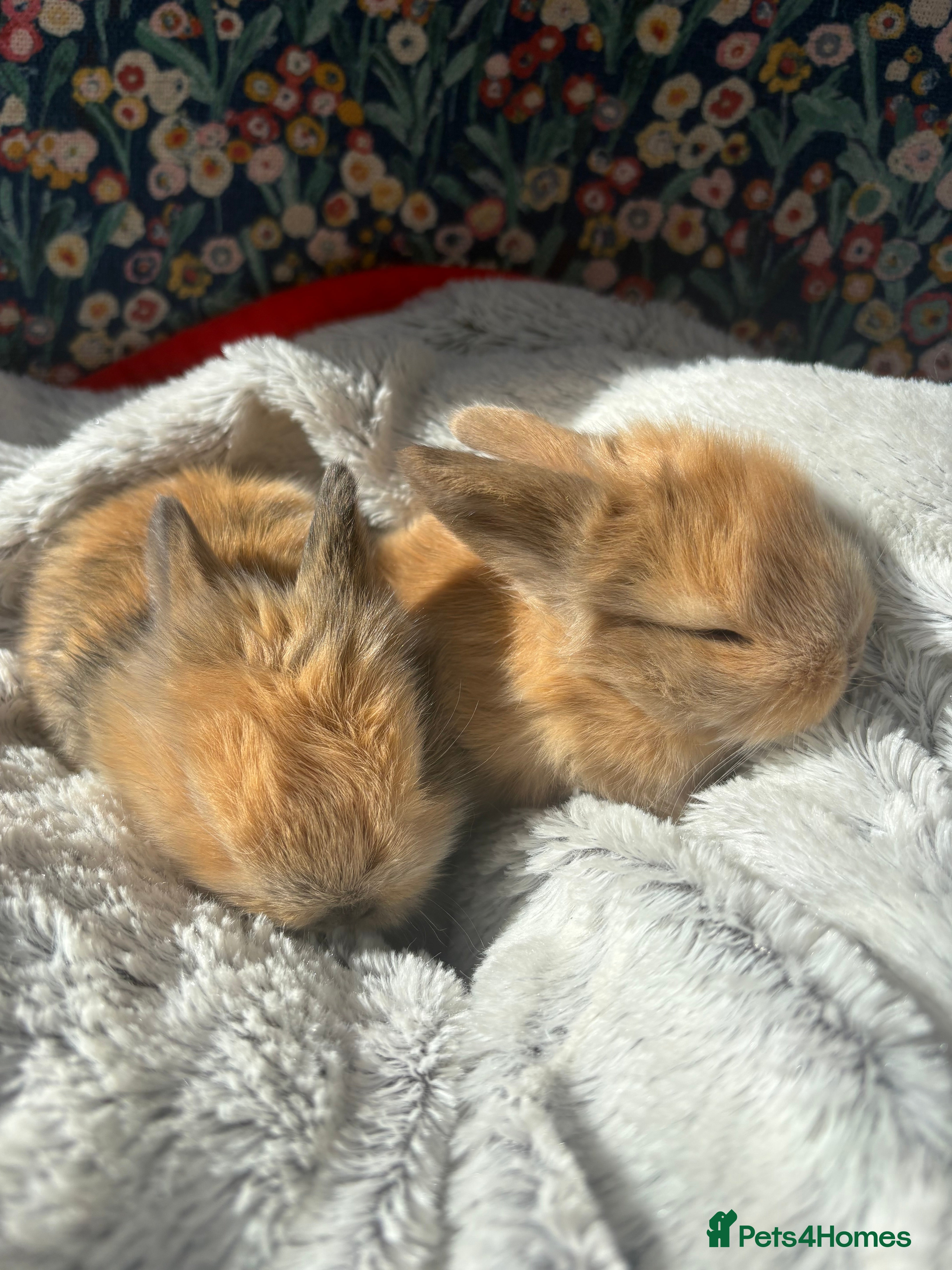 Mini Lop rabbits Vaccinated/raised indoors, mini lops and lion lop  - Advert 20