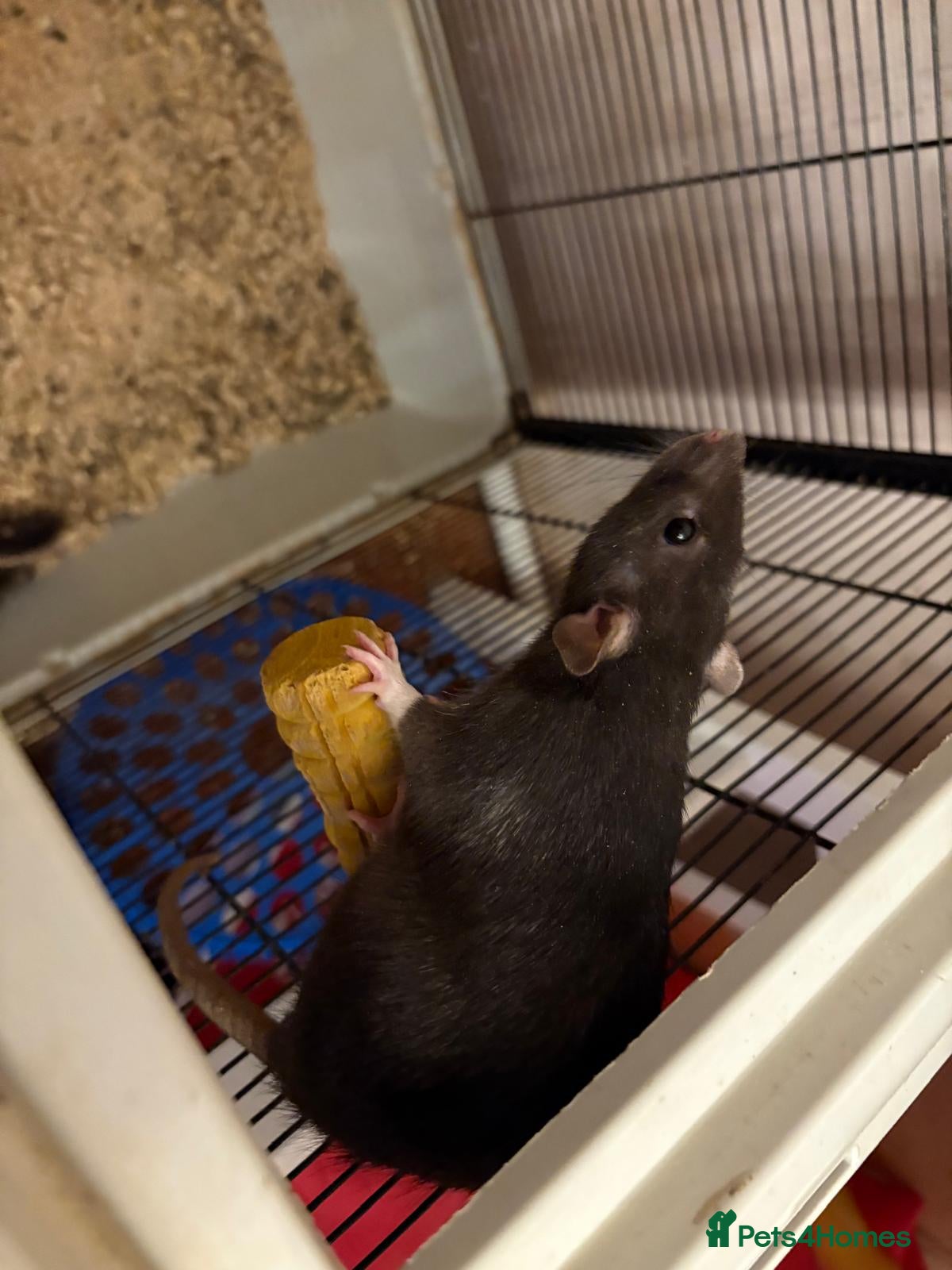 Rat rodents Dark grey female rats for sale - Advert 1