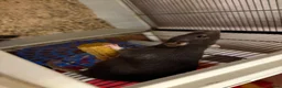 Rat rodents for sale: Dark grey female rats for sale - Advert 1