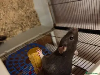 Rat rodents Dark grey female rats for sale - Advert 1