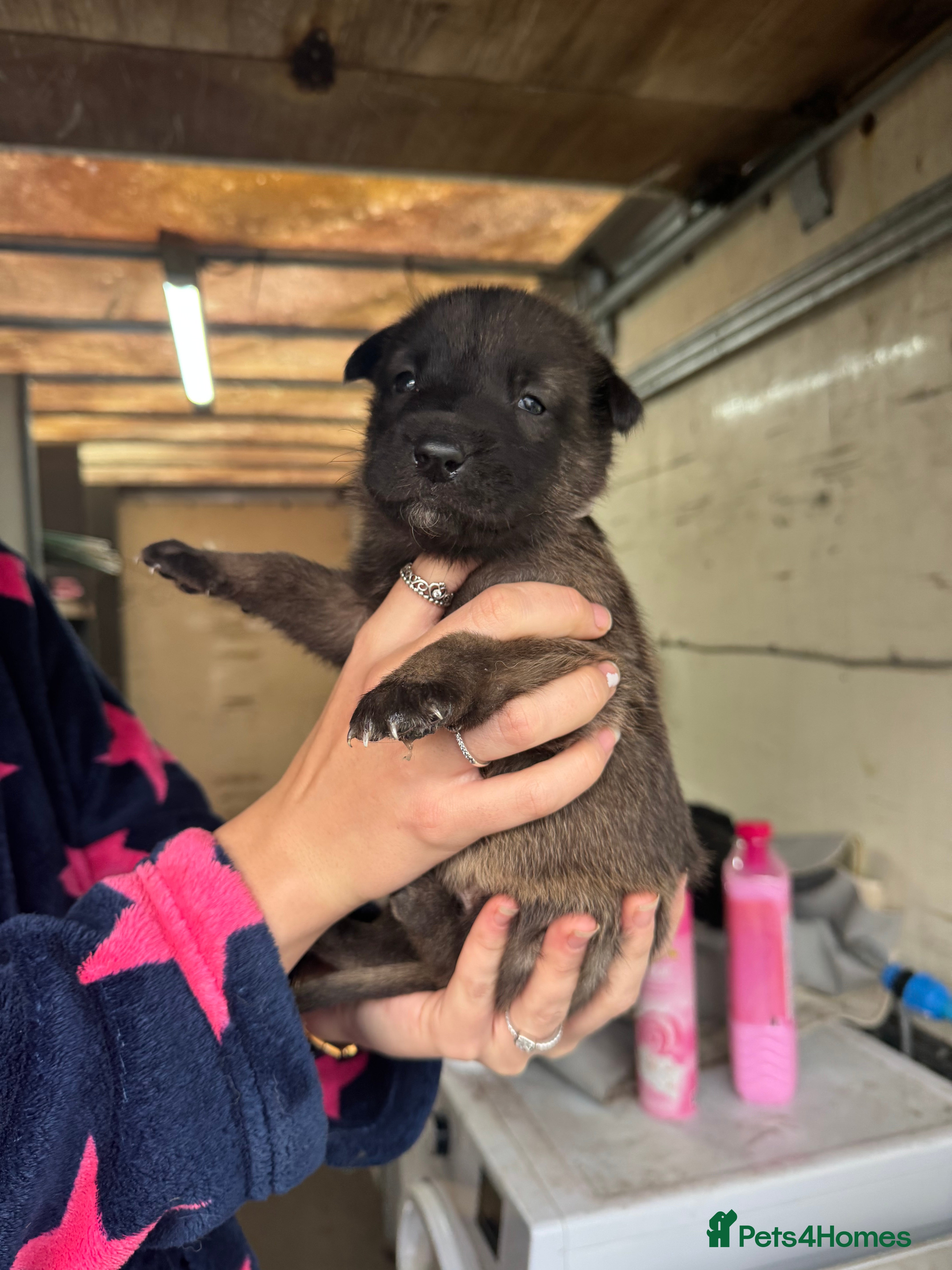 Belgian Shepherd Dog dogs 10 gorgeous Belgian Malinois pups - Advert 4