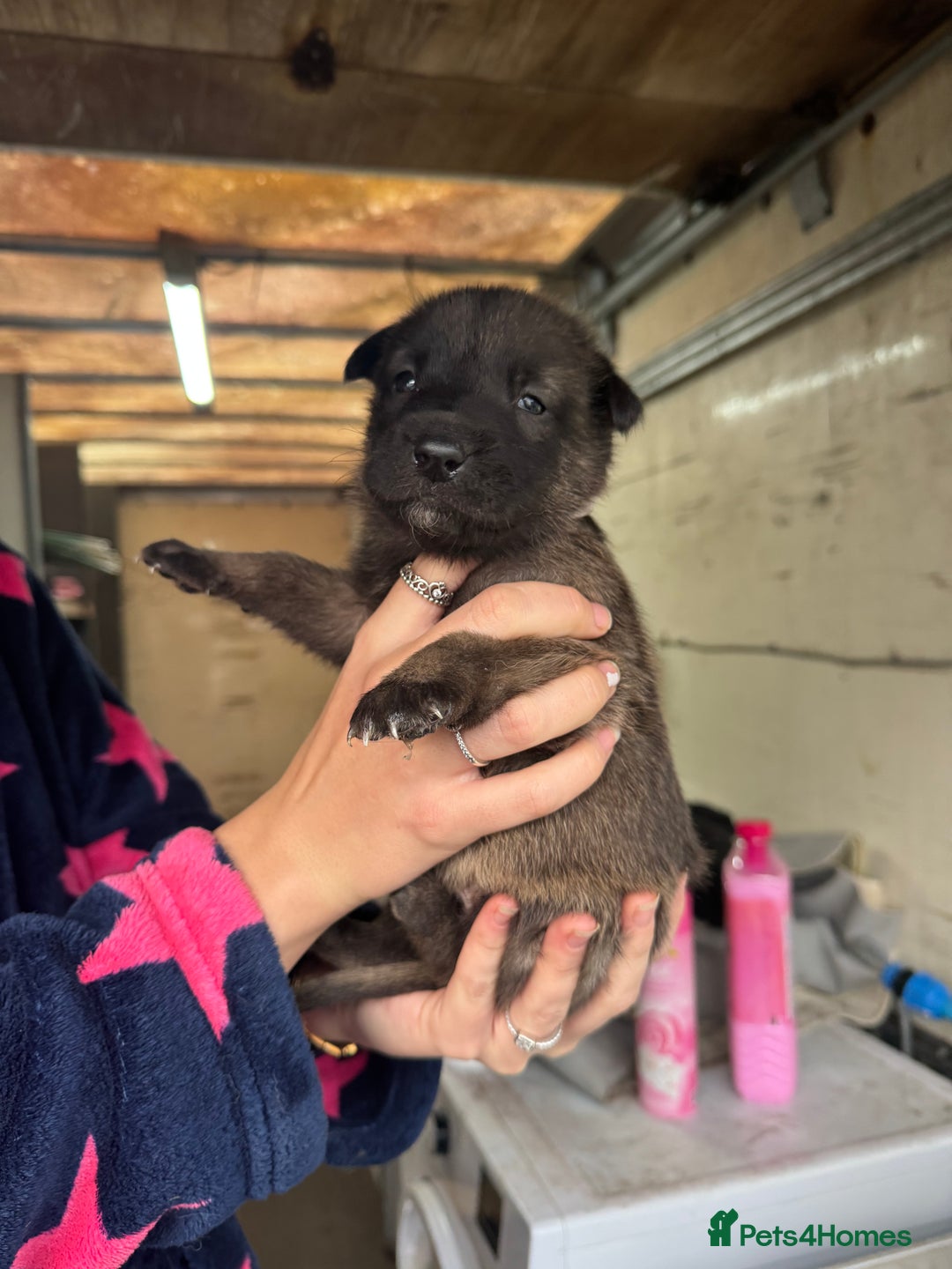 Belgian Shepherd Dog dogs for sale: 10 gorgeous Belgian Malinois pups - Advert 1