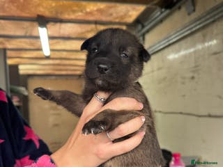 Belgian Shepherd Dog dogs 10 gorgeous Belgian Malinois pups - Advert 3