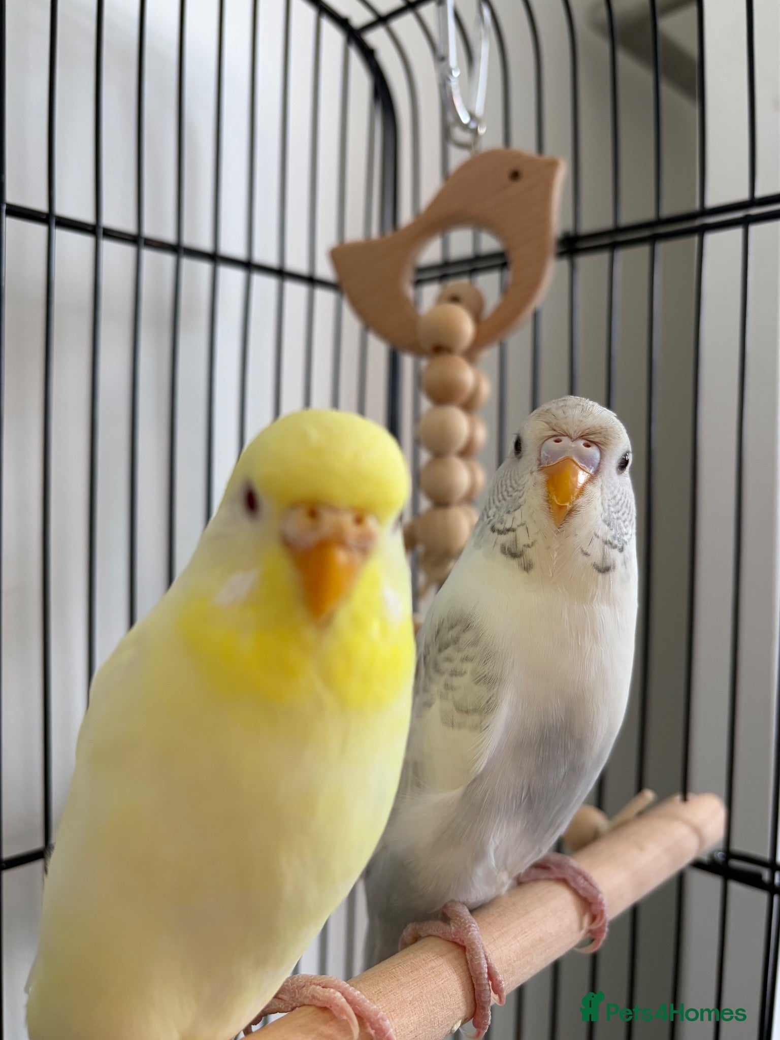 Budgerigars birds Female budgies for sale - Advert 1