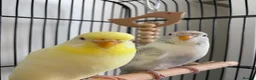 Budgerigars birds for sale: Female budgies for sale - Advert 1