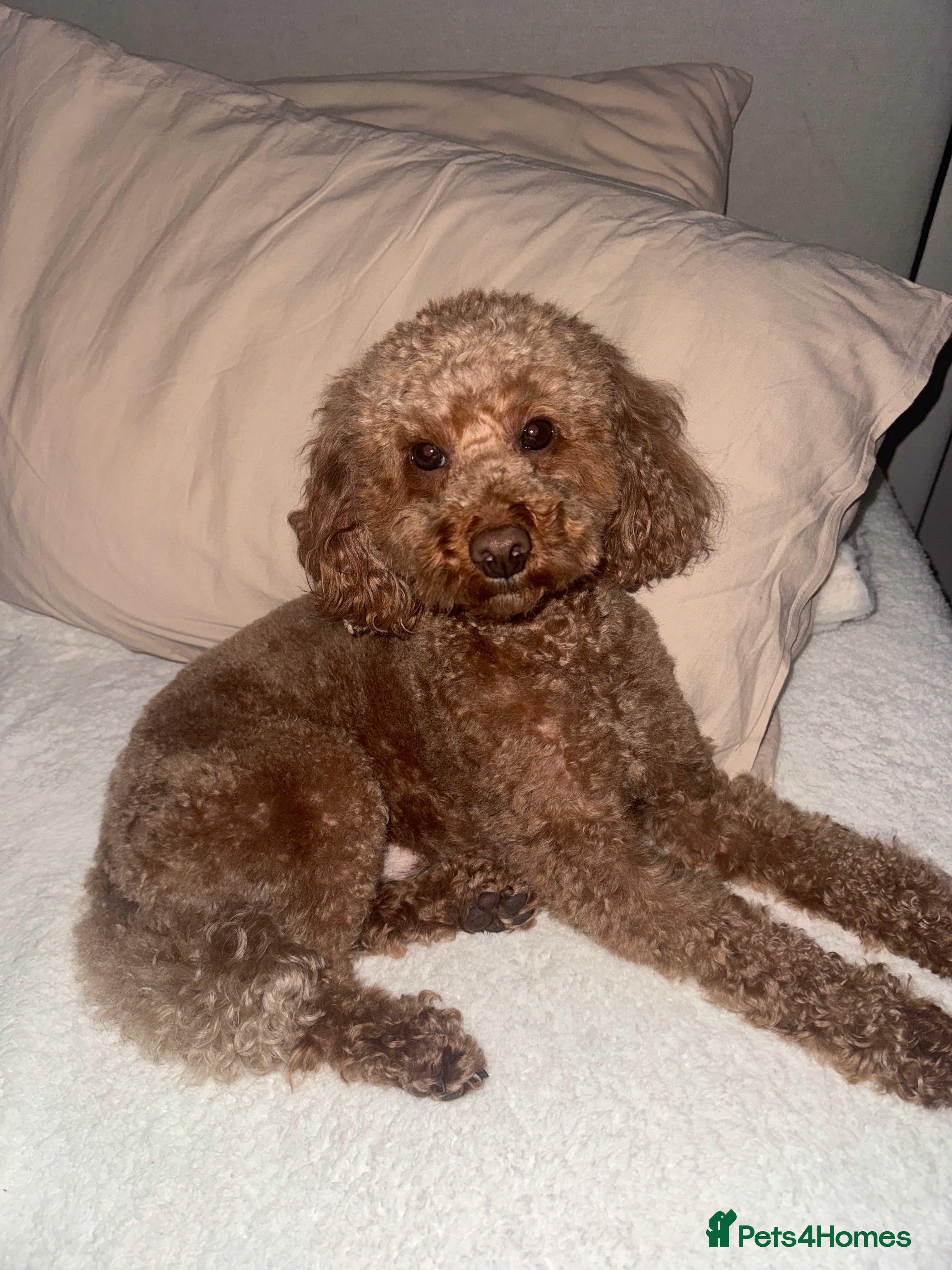 Toy Poodle dogs Toy poodle to stud  - Advert 3