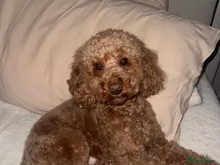 Toy Poodle dogs Toy poodle to stud - Advert 2