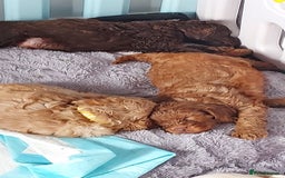 Cockapoo dogs for sale: Stunning F1 Cocokapoos - Image 10