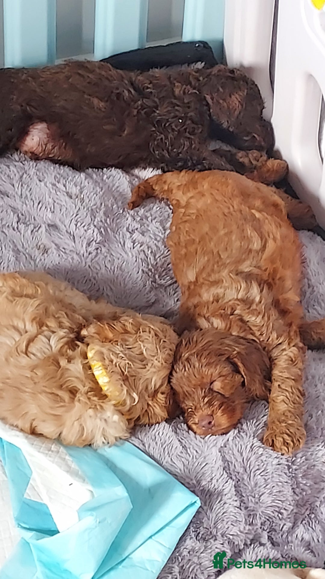 Cockapoo dogs for sale: Stunning F1 Cocokapoos - Image 10