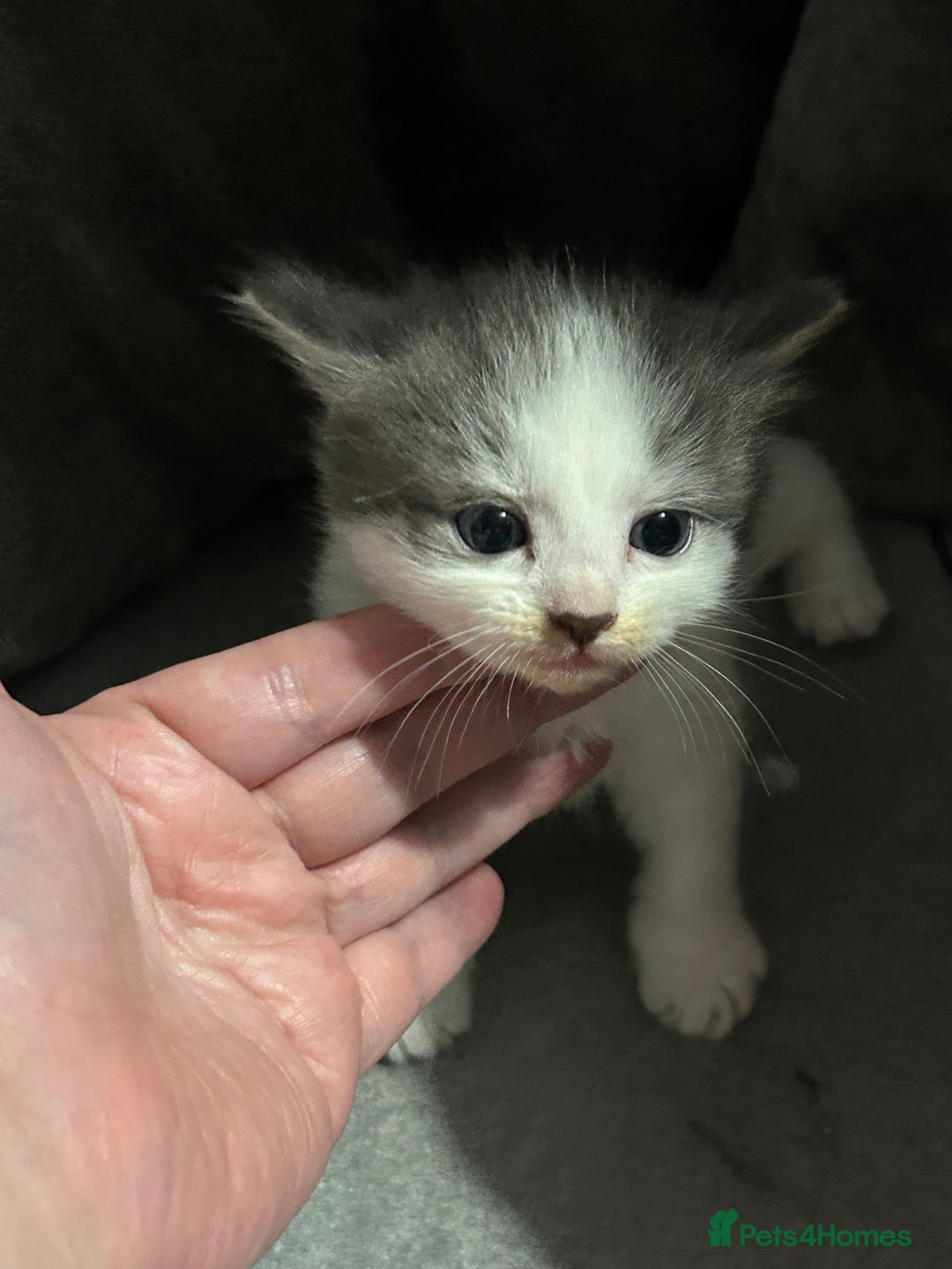 Mixed Breed cats for sale: Fluffy kittens ready soon  - Image 4