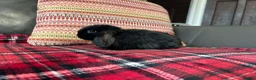 Mini Lop rabbits for sale: 7 mini lops  - Advert 3