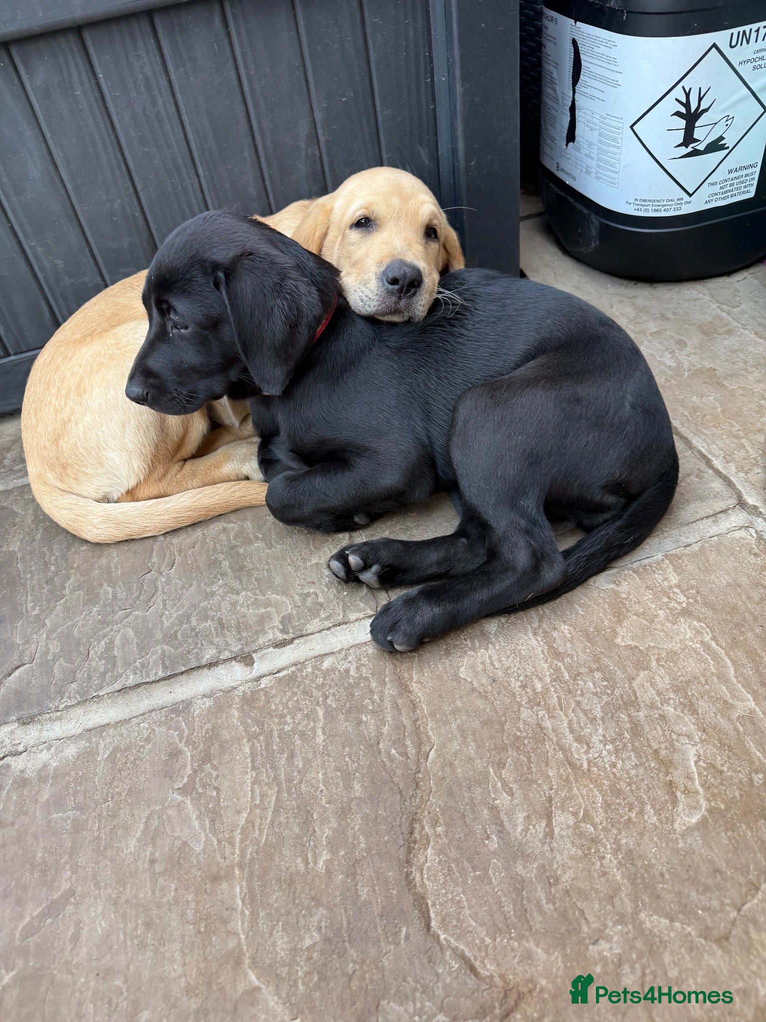 Labrador Retriever dogs Labrador puppies  - Advert 1
