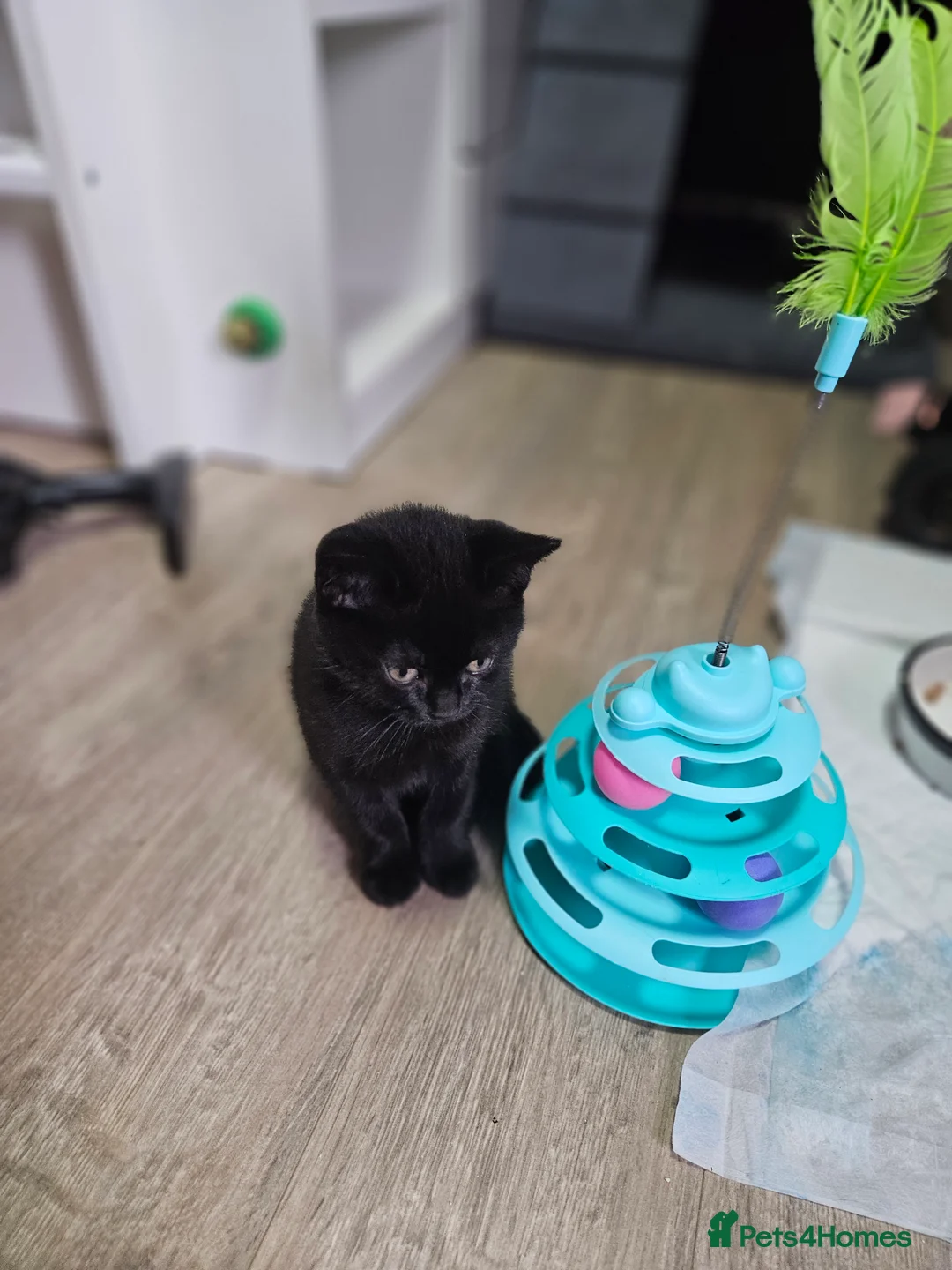 Mixed Breed cats for sale: mixed breed kittens - Advert 8