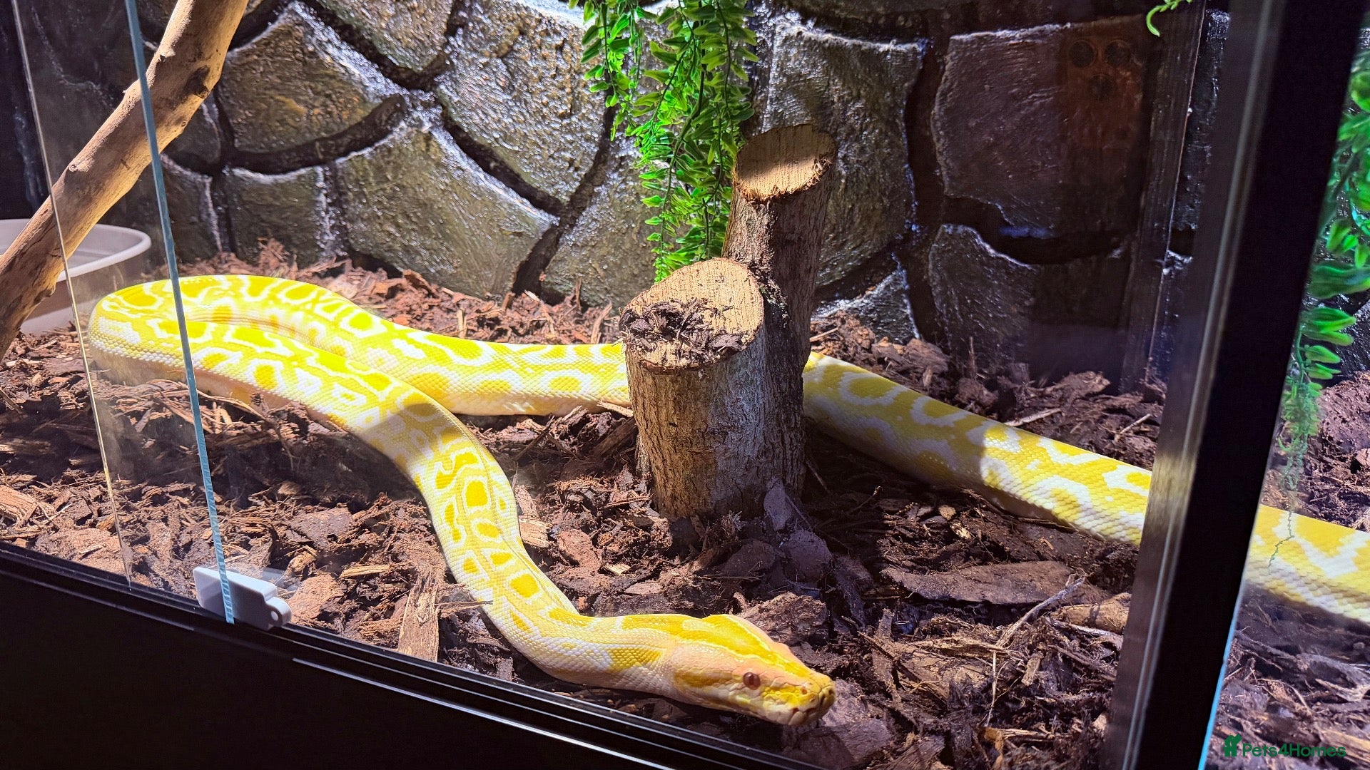 Python Snake reptiles Albino Python LARGE - Advert 1