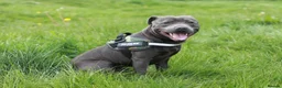Staffordshire Bull Terrier dogs for sale: Kc health clear - Advert 17
