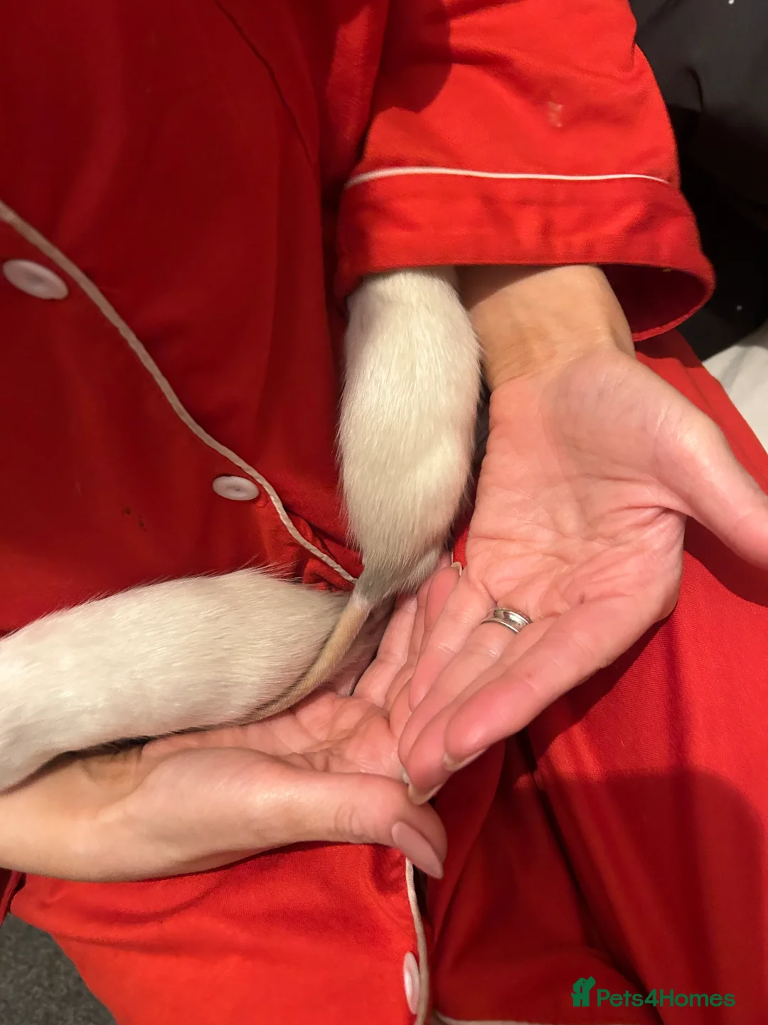 Rat rodents for sale: 2 male rats left looking for new homes  - Advert 2