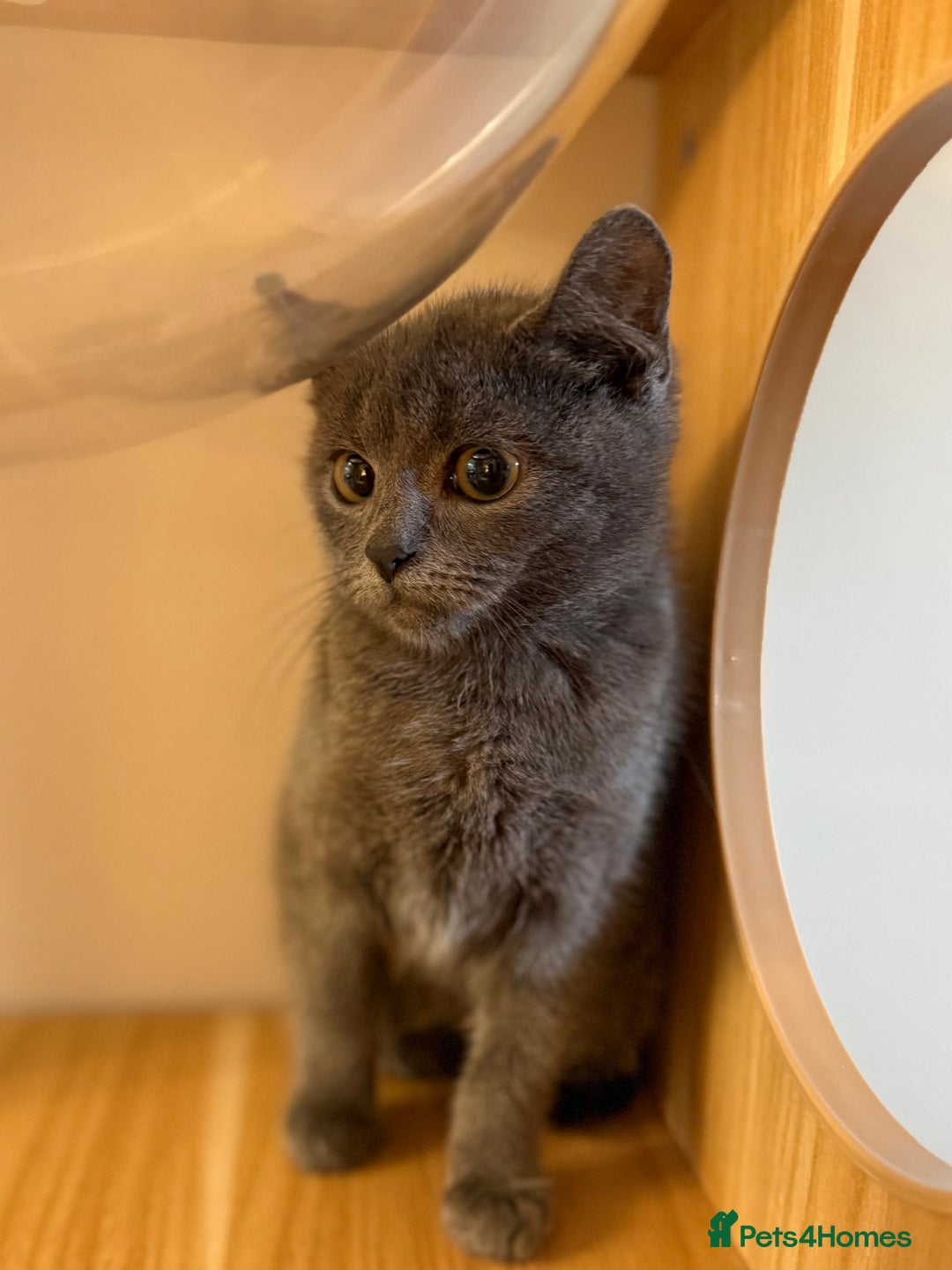 Russian Blue cats for sale: Russian Blue Boy Kitten - Image 3
