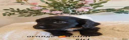 Sprocker dogs for sale:  Beautiful Sprocker puppies  in Pontypool - Advert 5