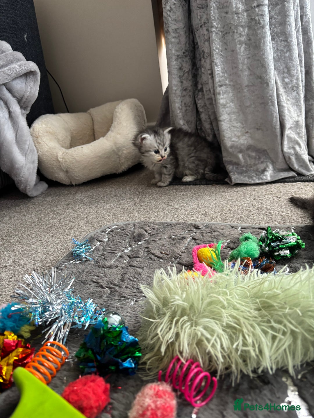 Persian cats for sale: Stunning Persian X mainecoon babies - Advert 25