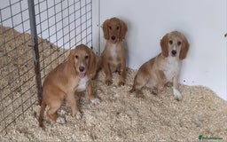Cocker Spaniel dogs for sale: Kc reg Working type cocker spaniels - Image 2