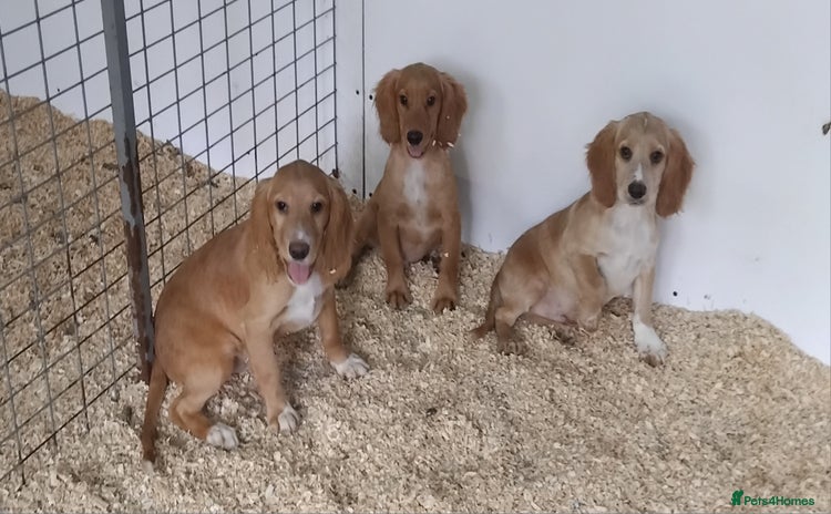 Cocker Spaniel dogs - Advert 2