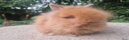Angora rabbits for sale: ❤️STUNNING IMPORTED PARENTS- TEDDYDWERG BABIES❤️ - Advert 4