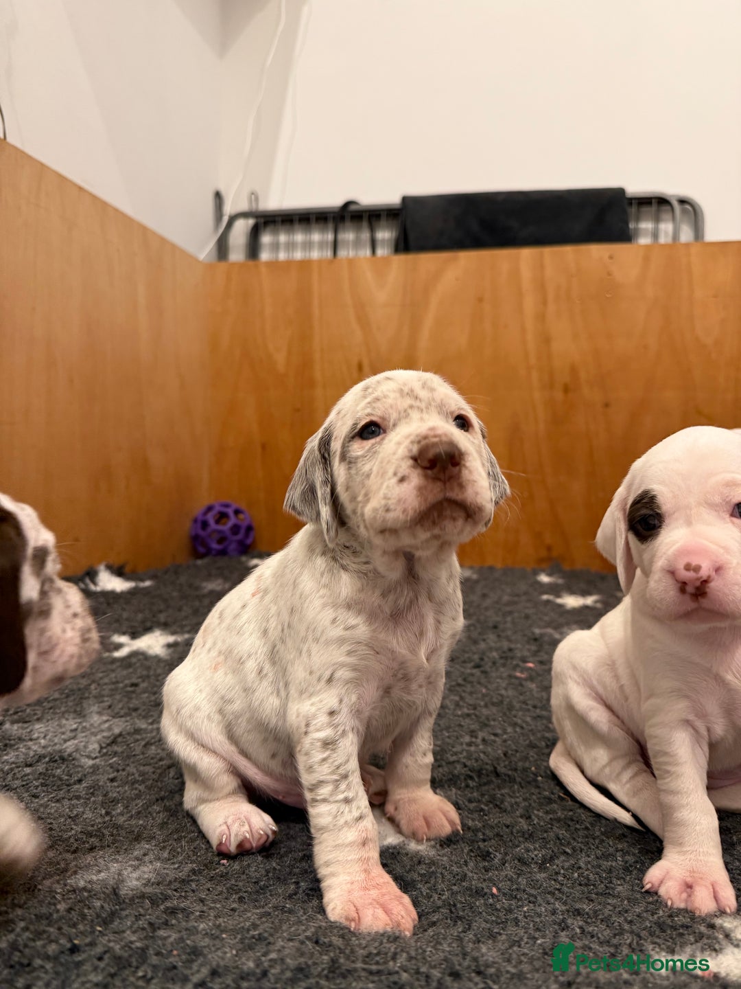Braque du Bourbonnais dogs for sale: Braque du Bourbonnais Puppies - Image 13