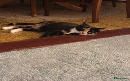 British Shorthair cats for sale: Female Ginger, Calico and Black and White - Image 16