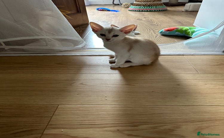Abyssinian cats - Advert 2
