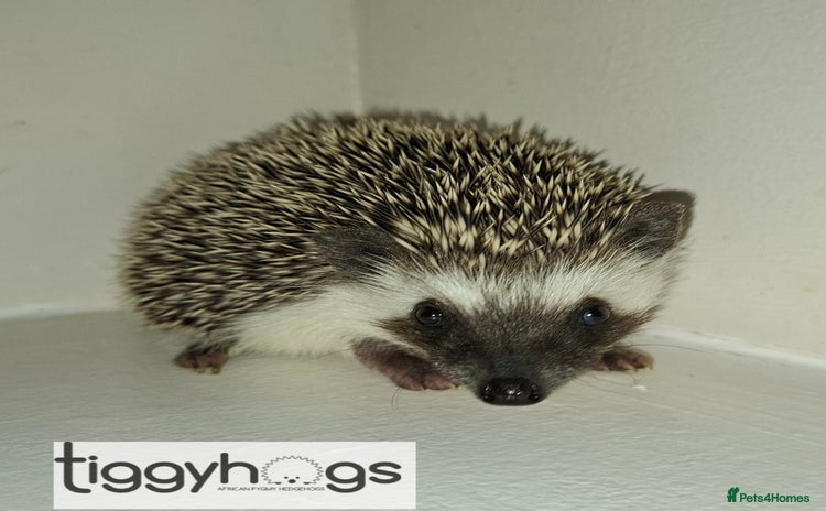 Pygmy Hedgehog rodents - Advert 2