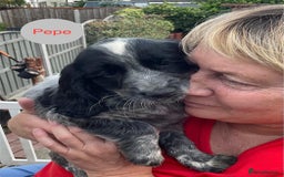 Sprocker dogs for sale: Sprockers 3/4 Cocker spaniel puppies for sale - Image 24